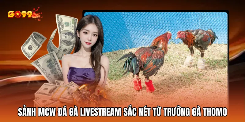 Sảnh Mcw đá gà livestream sắc nét từ trường gà Thomo